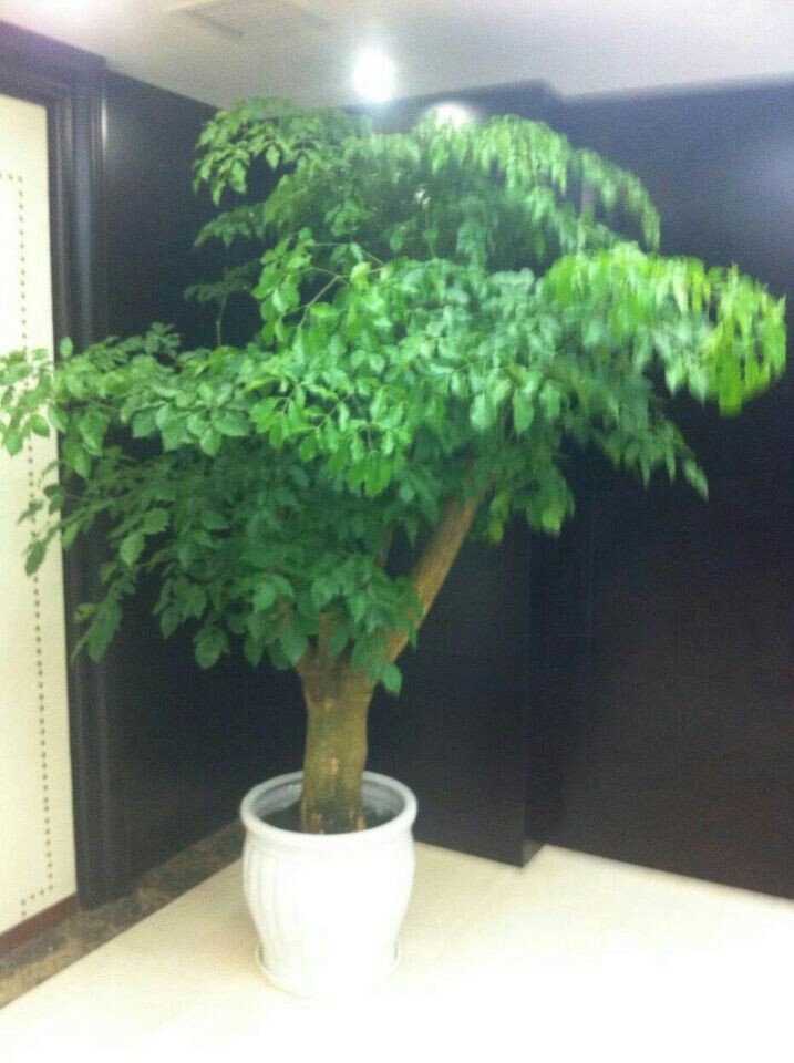 大幸福樹(大盆植物)