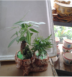 小發(fā)財樹(小盆植物)