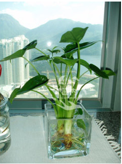 小水滴觀音(小盆植物)