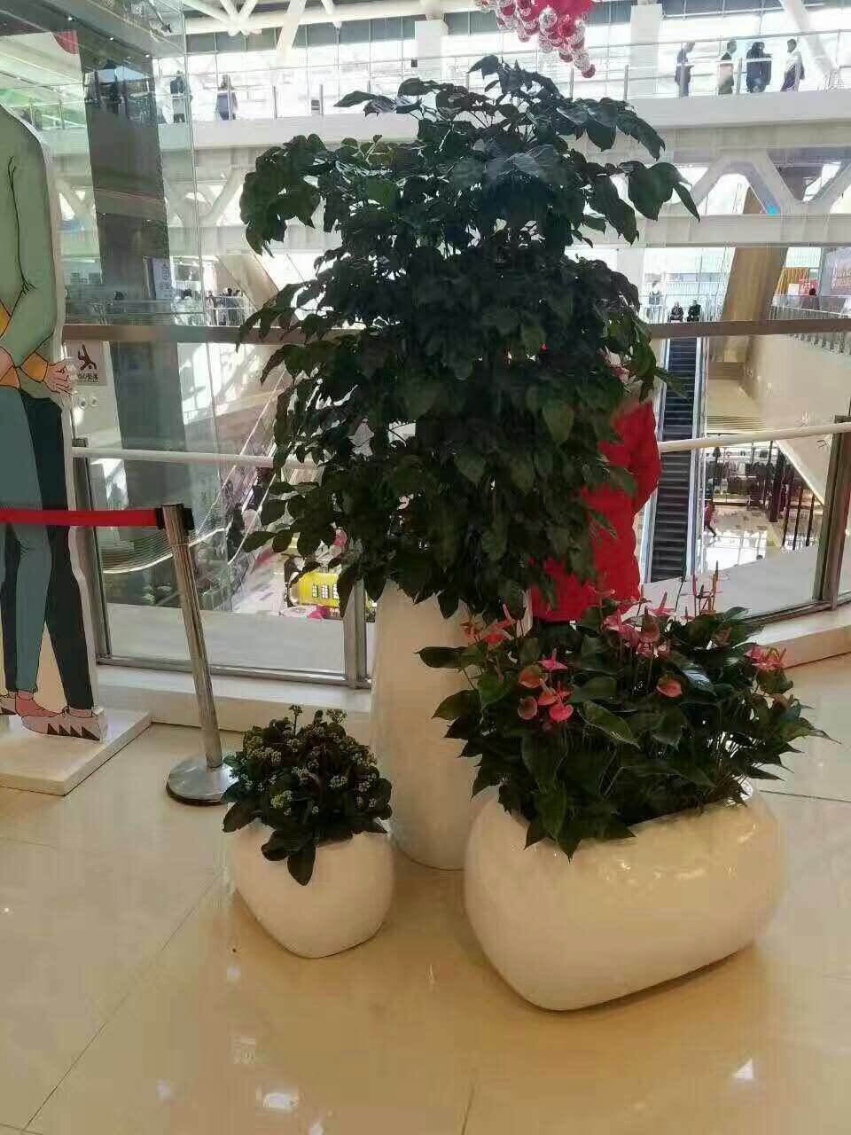 湖南長沙花卉