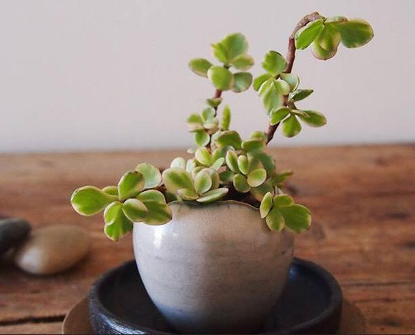 花卉擺放技巧,吸毒植物種類,如何種植花草,長沙高端盆花租賃,長沙花卉租賃,長沙組合組景租賃,長沙室內(nèi)外花卉租賃公司