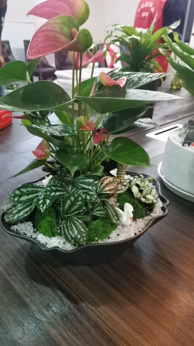 個性花卉產品租賃_個性花卉產品批發(fā)零售_高端組景組盆花卉專業(yè)租貨_長沙市創(chuàng)藝園林花卉有限公司